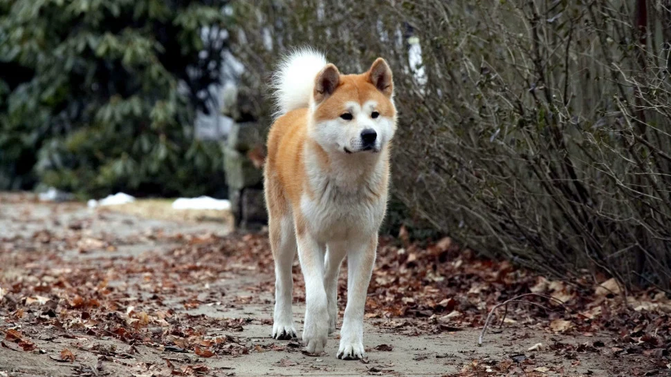 Hachi: A Dog’s Tale - Hachi: A Dog's Tale